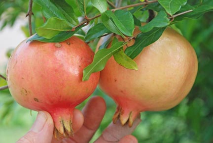 Pomegranate Phils Sweet Fruit